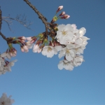 山口八幡社桜2.JPG