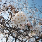 山口八幡社桜1.JPG