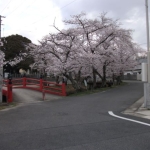 20220402山口八幡社の桜